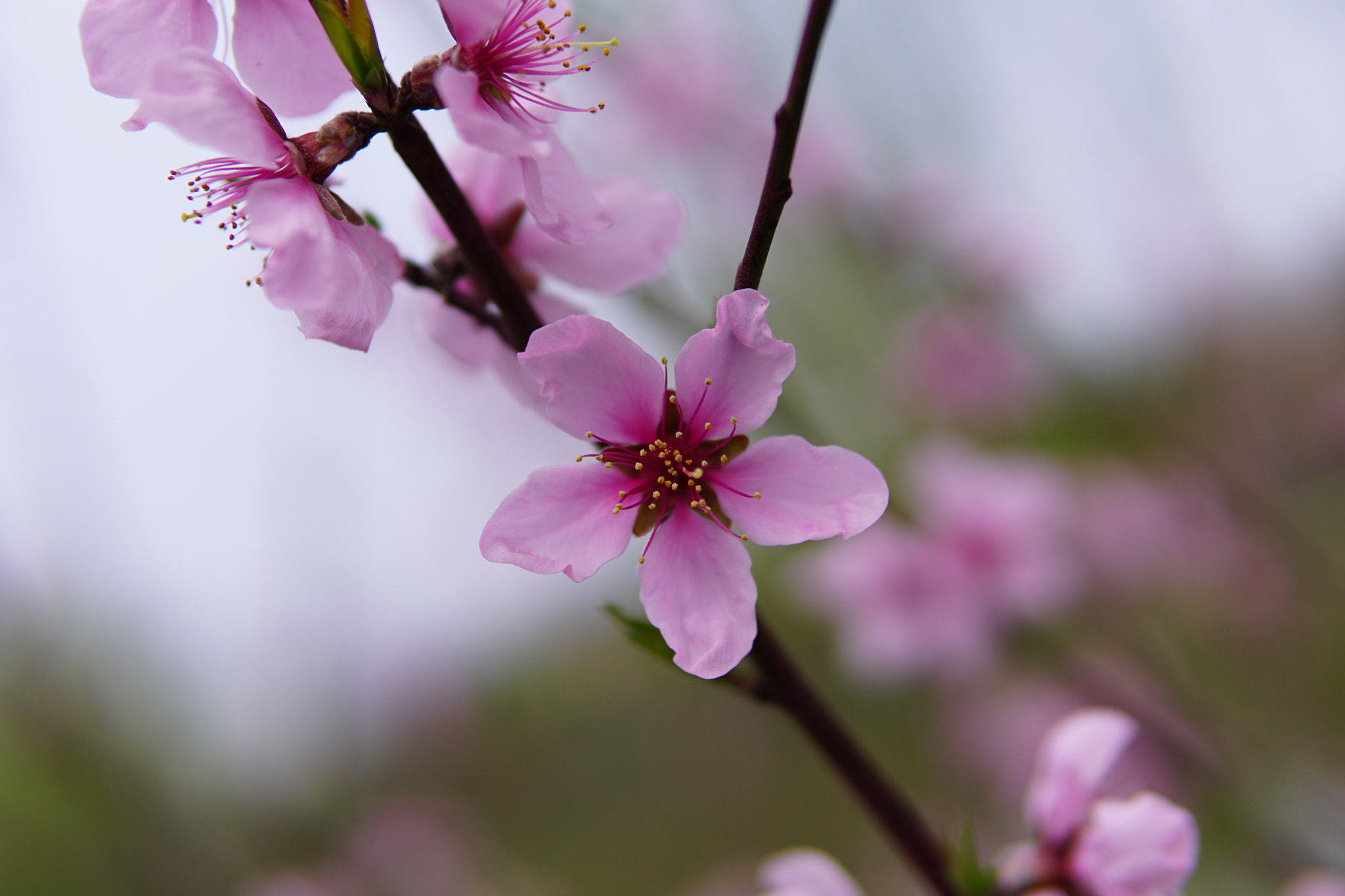 Sony a6000 + Sigma 30mm F1.4 DC DN | C sample photo. Spring photography