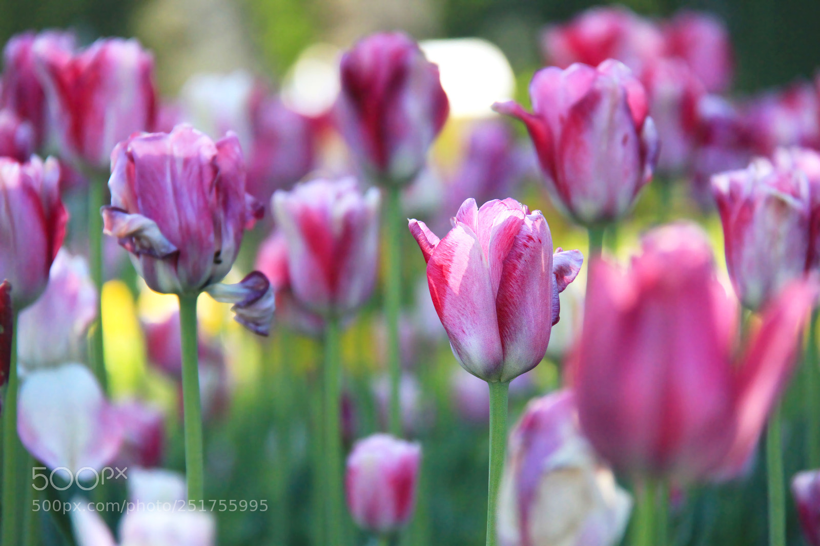 Canon EOS 7D sample photo. Plant your own gardens photography