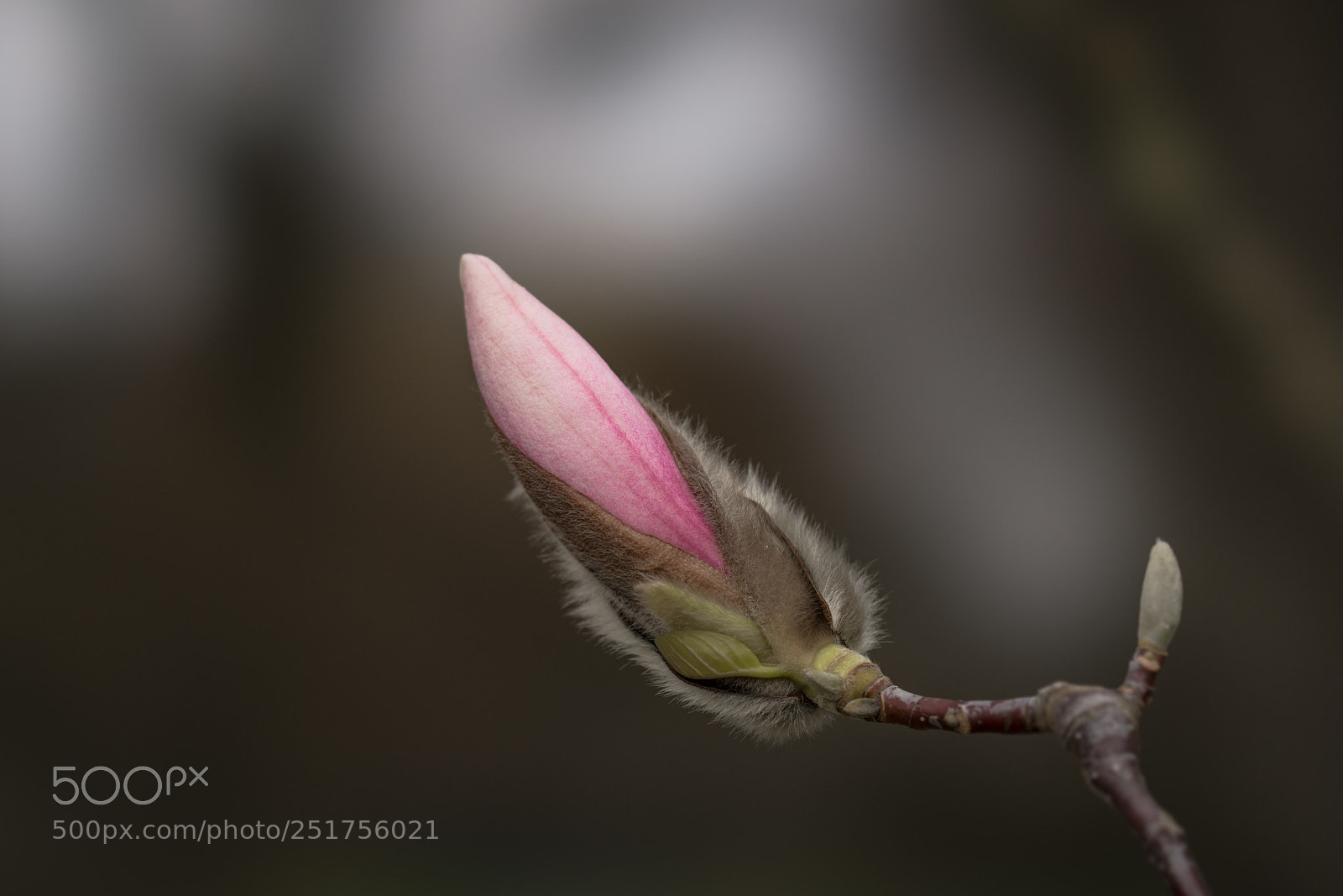 Sony a7R II sample photo. Opening magnolia photography