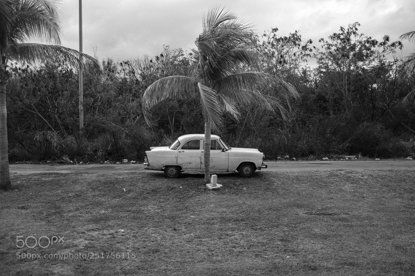 Fujifilm X100F sample photo. Shade tree photography