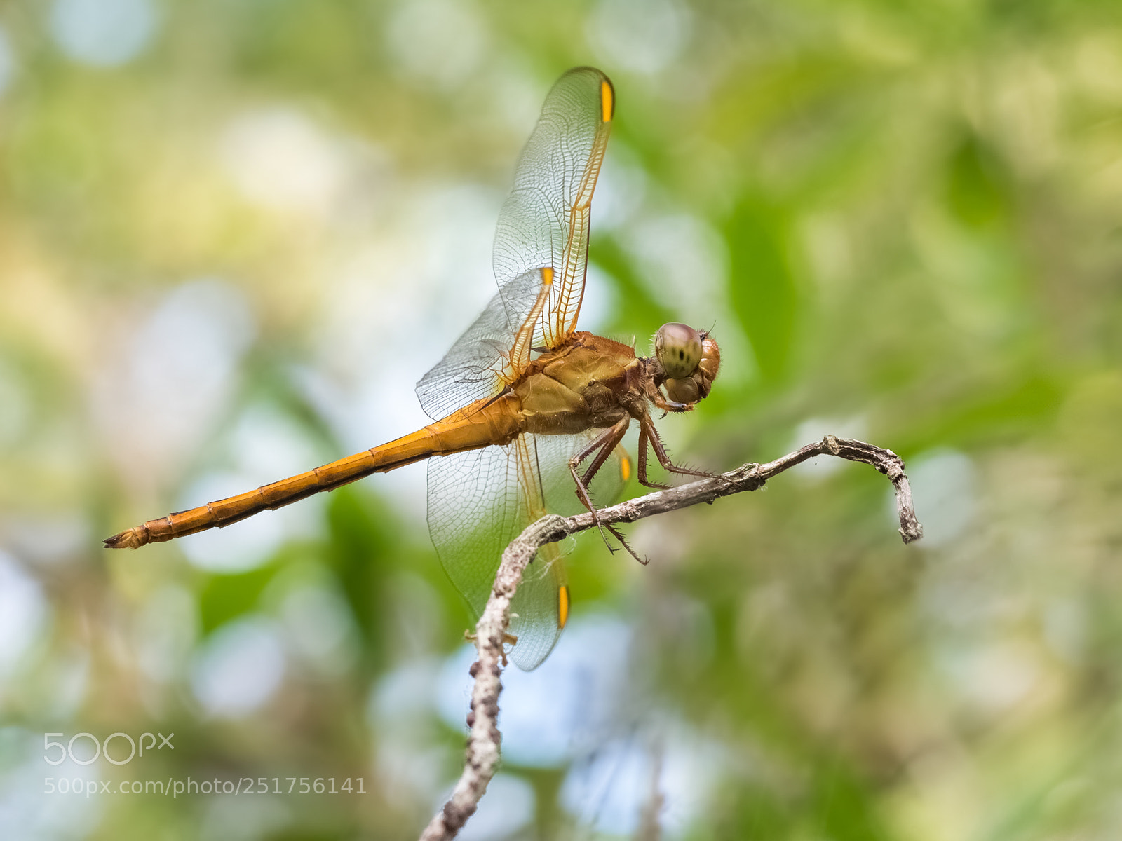Olympus OM-D E-M1 sample photo. Needham's skimmer - libellula photography