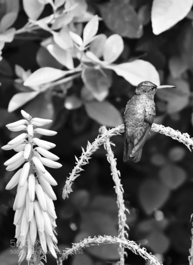 Nikon D3300 sample photo. Untitled photography