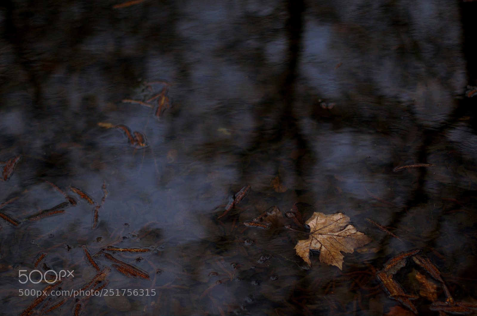 Nikon D50 sample photo. Still above the water...for photography