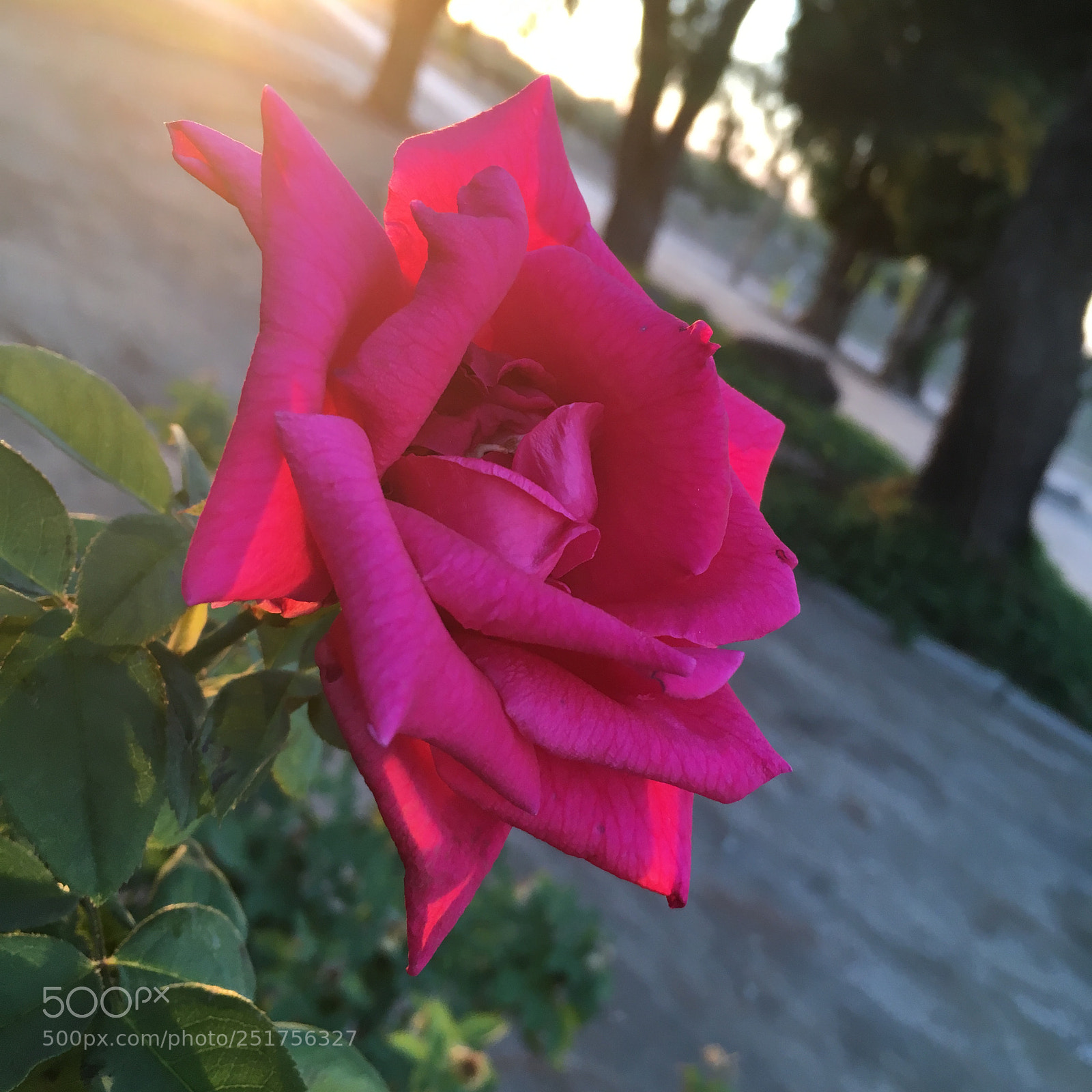 Apple iPhone SE sample photo. Rose photography