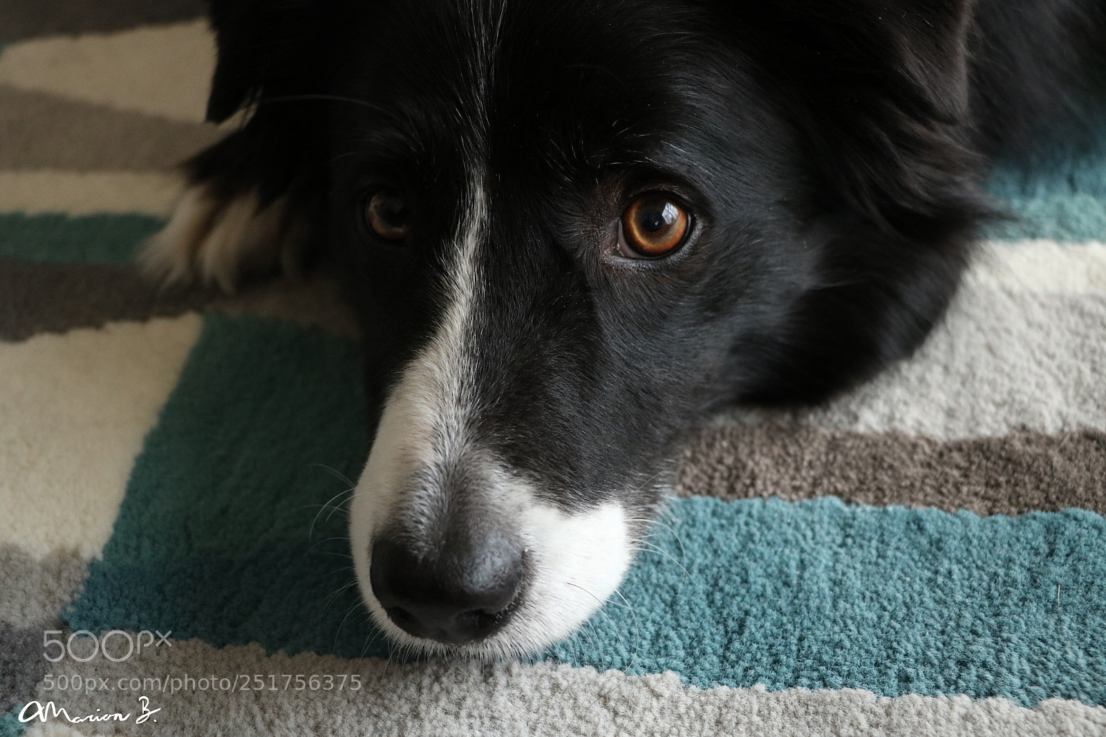 Canon EOS 750D (EOS Rebel T6i / EOS Kiss X8i) sample photo. Romy! photography