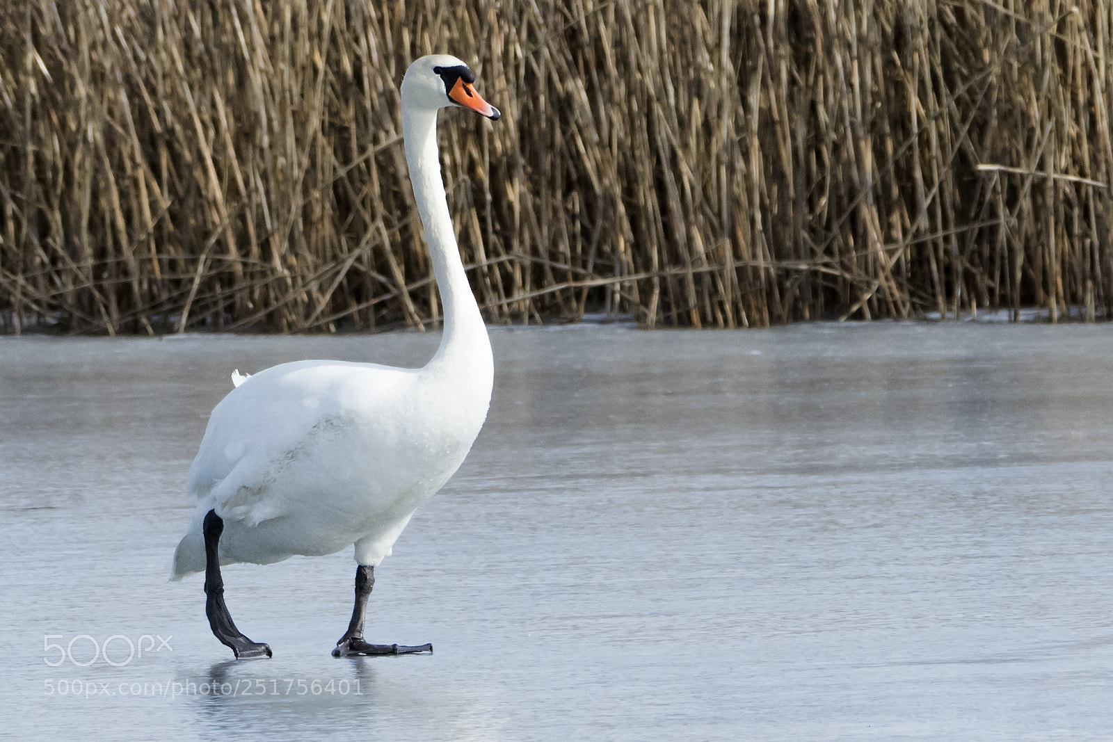 Nikon D500 sample photo. The swan photography