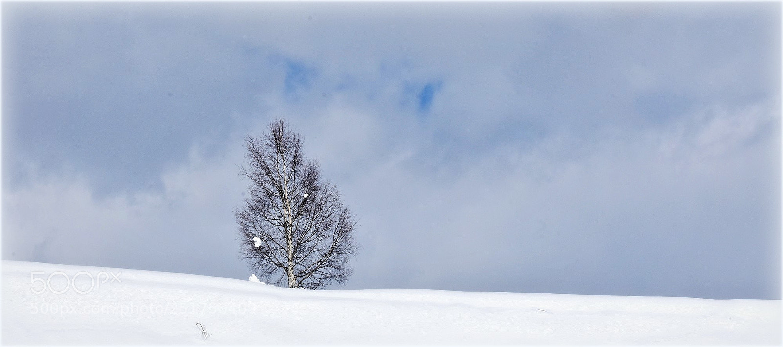 Nikon D7200 sample photo. "birke" photography
