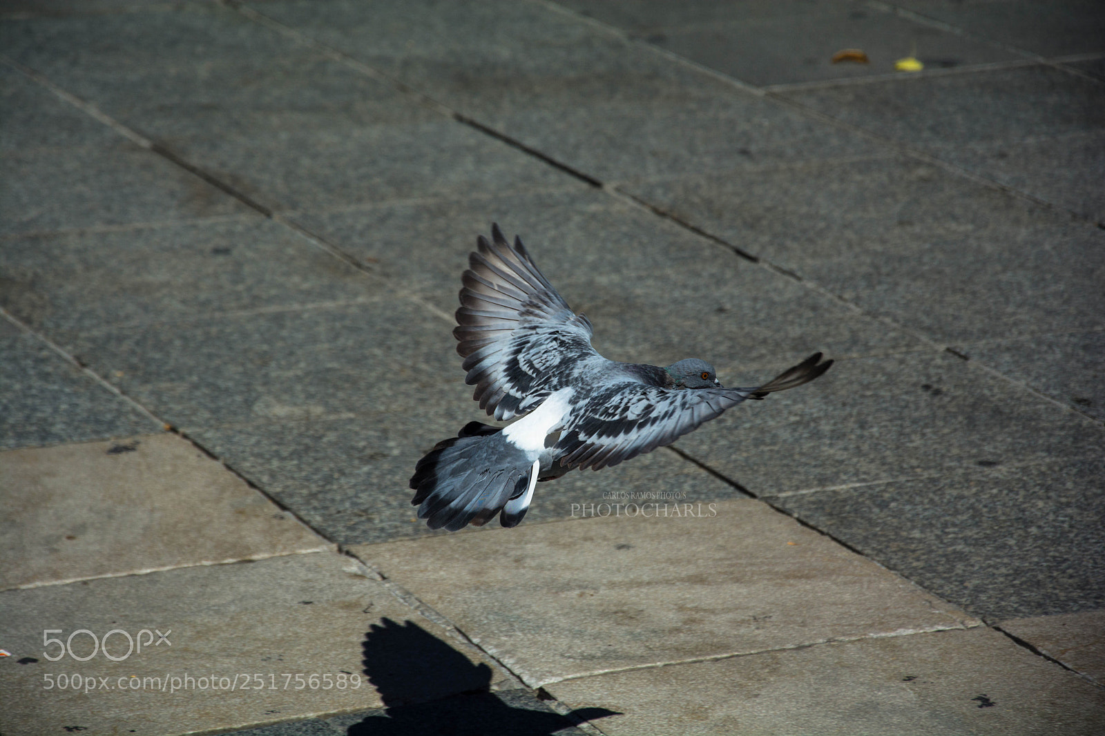 Nikon D7100 sample photo. Pigeon photography