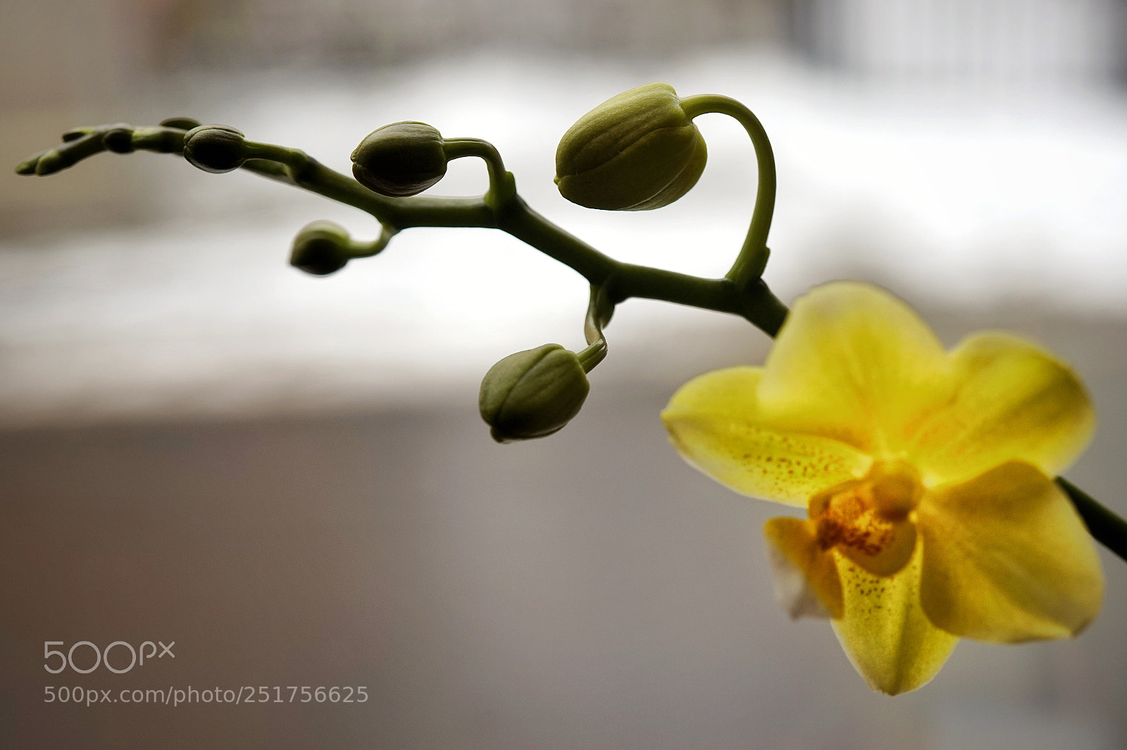 Sony Alpha a5000 (ILCE 5000) sample photo. Orchidea photography