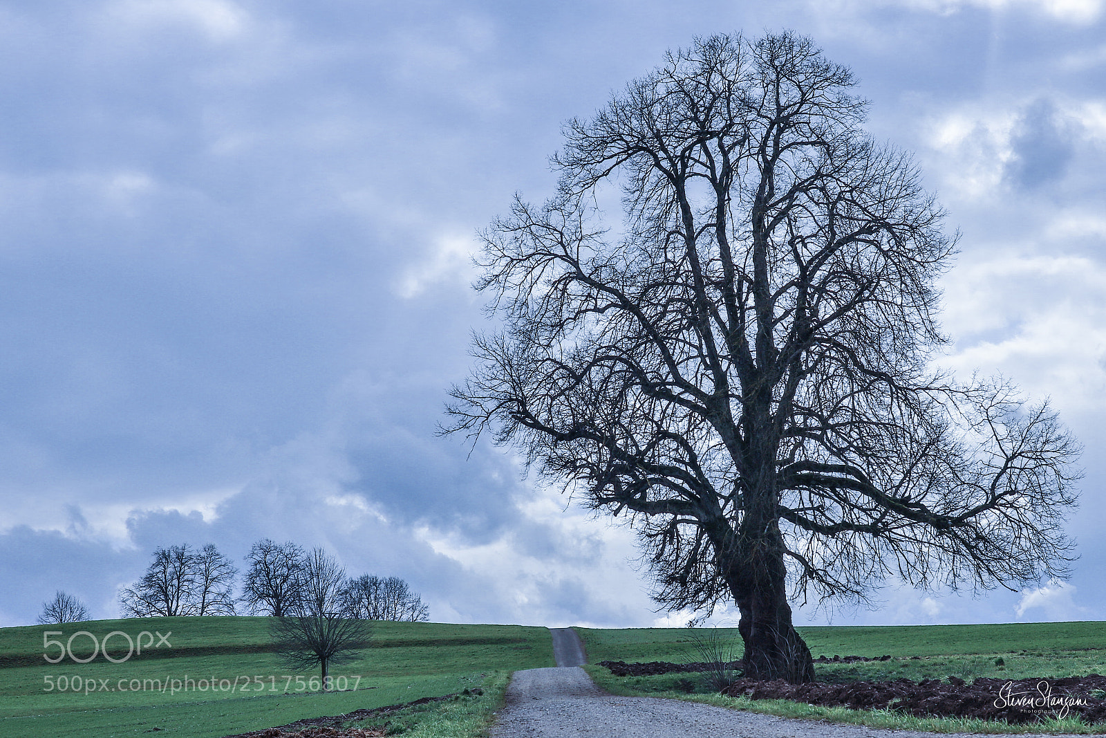 Canon EOS 77D (EOS 9000D / EOS 770D) sample photo. Tree in a field photography