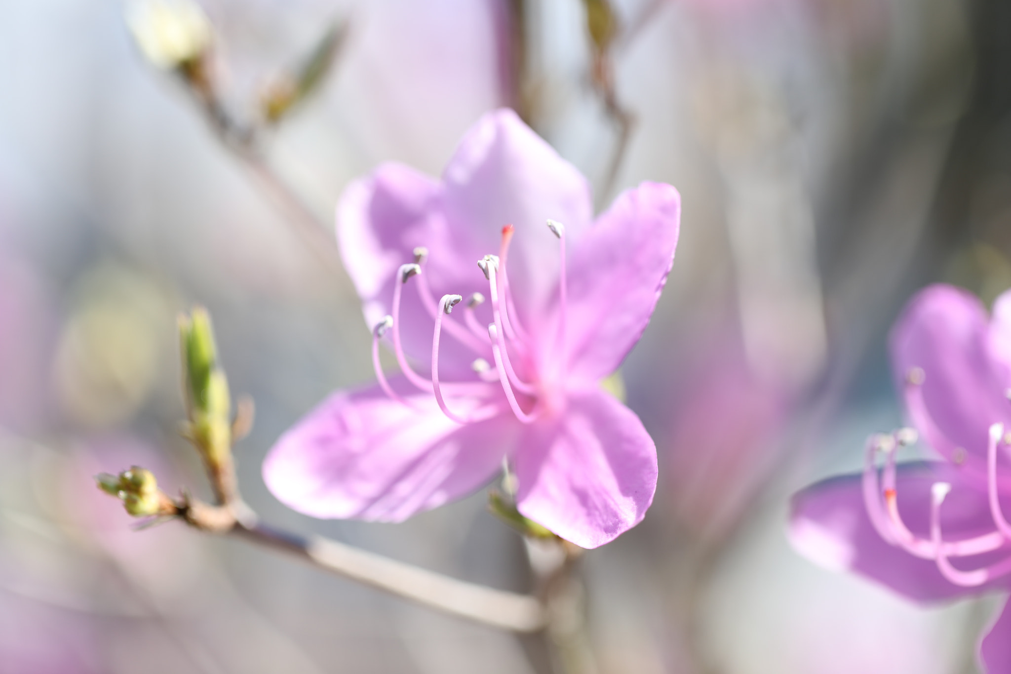 Canon EF 100mm F2.8L Macro IS USM sample photo. Spring flowers 2 photography
