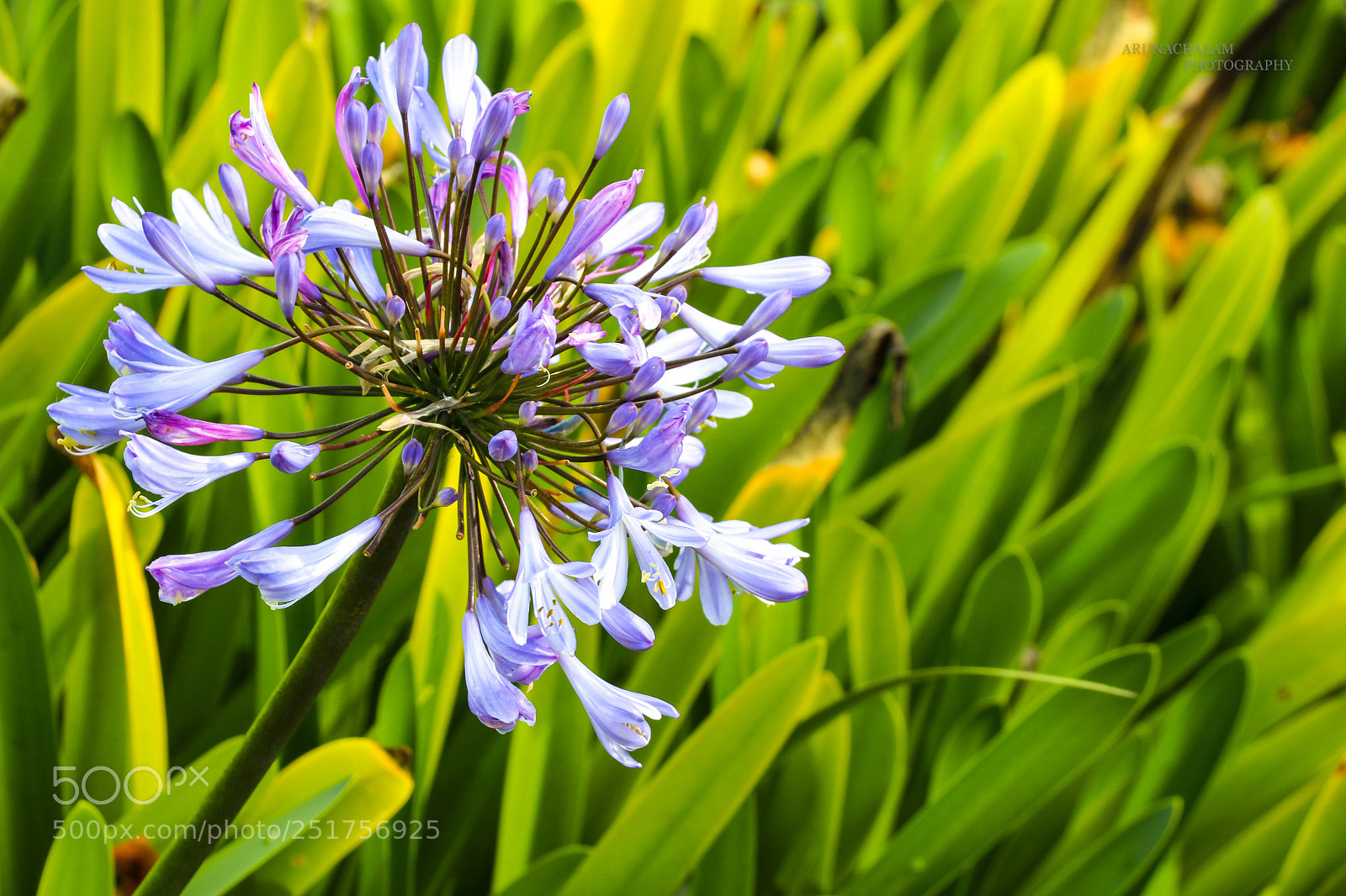 Canon EOS 80D sample photo. Flower photography