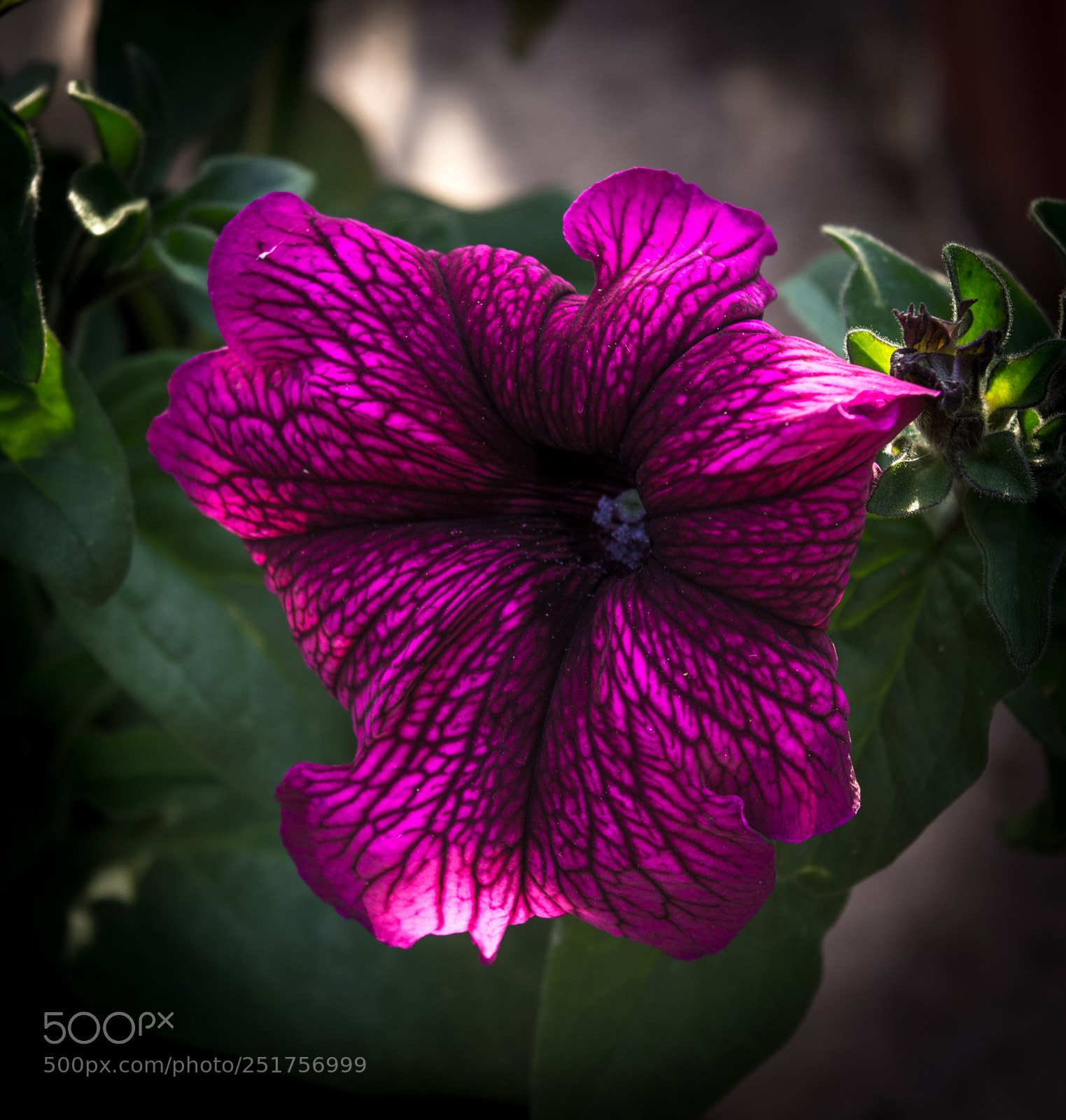 Nikon D5200 sample photo. Petunia photography