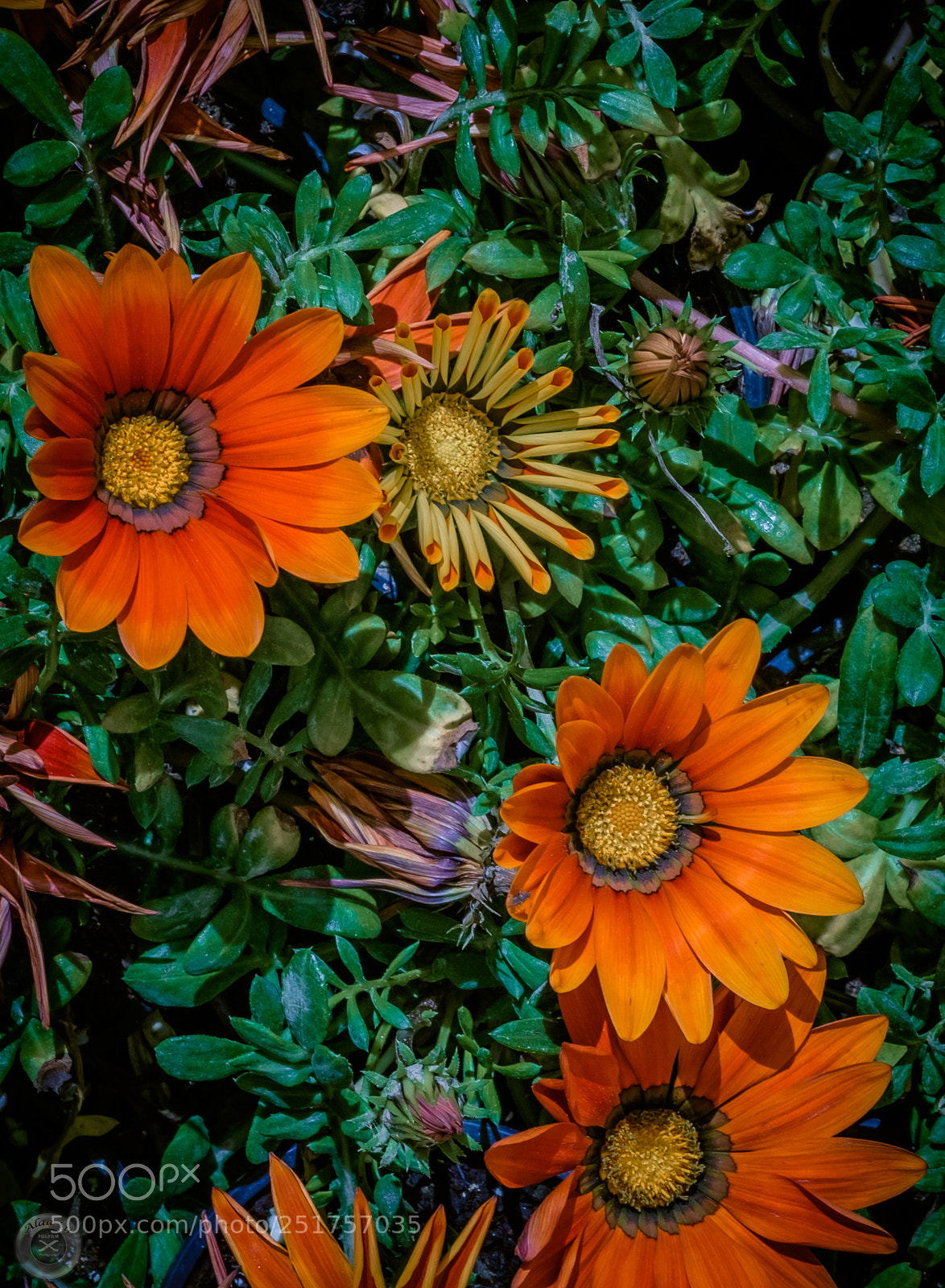 Fujifilm X-E2S sample photo. Feel the colors photography