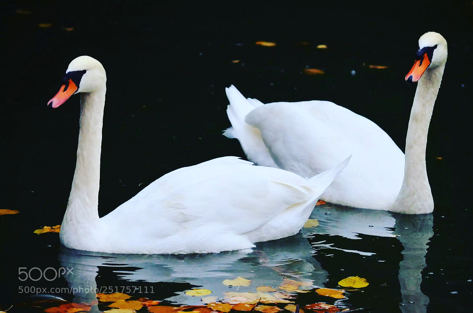 Nikon D5100 sample photo. A pair photography