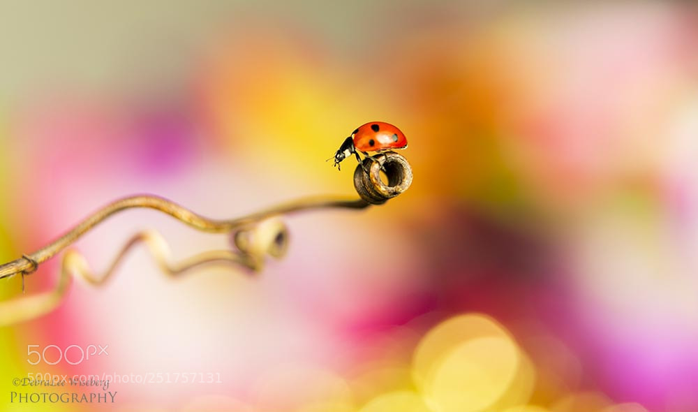 Nikon D800 sample photo. You really got a photography