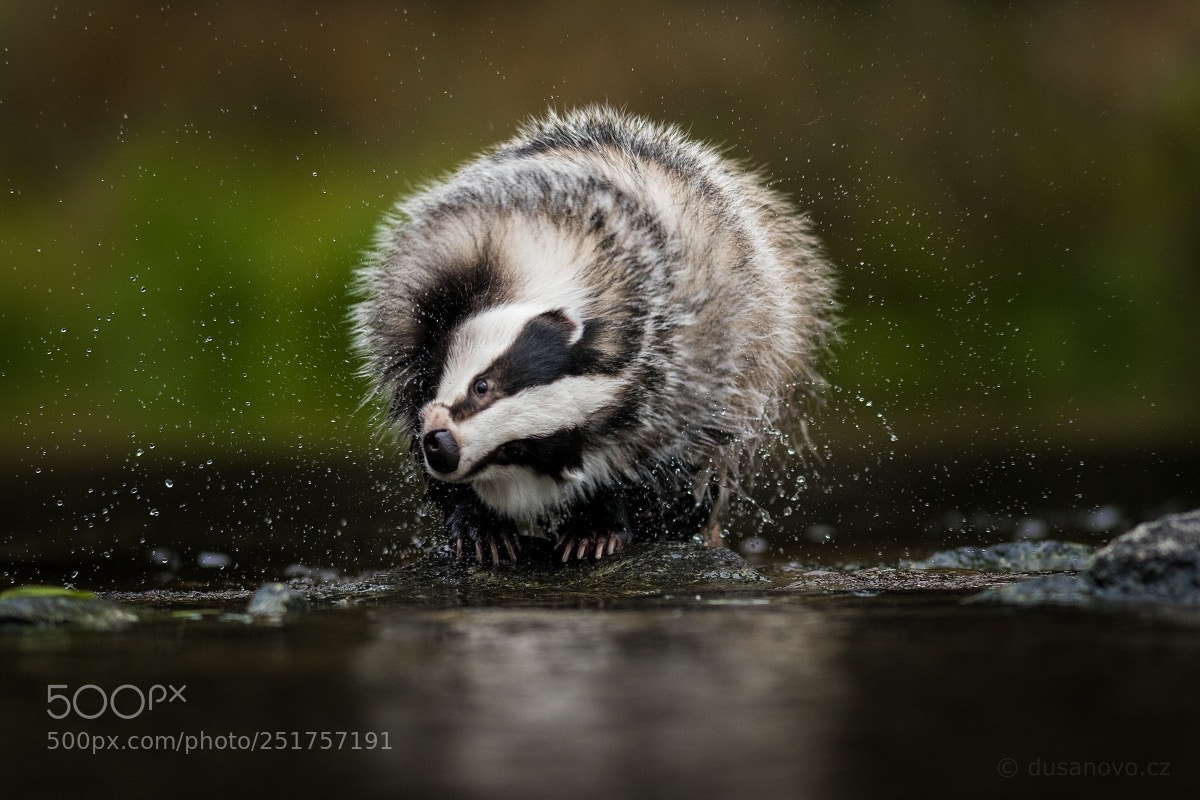 Nikon D500 sample photo. Badger's evening bath photography