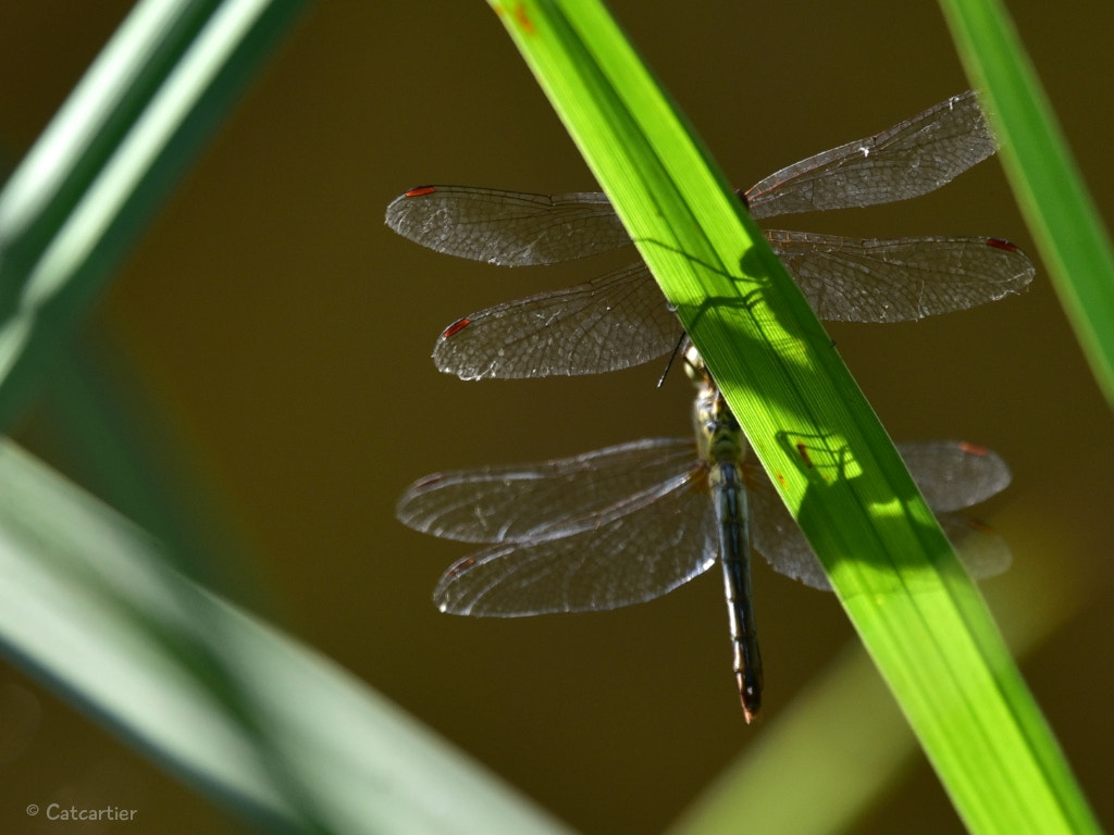 Nikon D750 + Nikon Nikkor AF-S 300mm F4E PF ED VR sample photo. Ombres chinoises photography