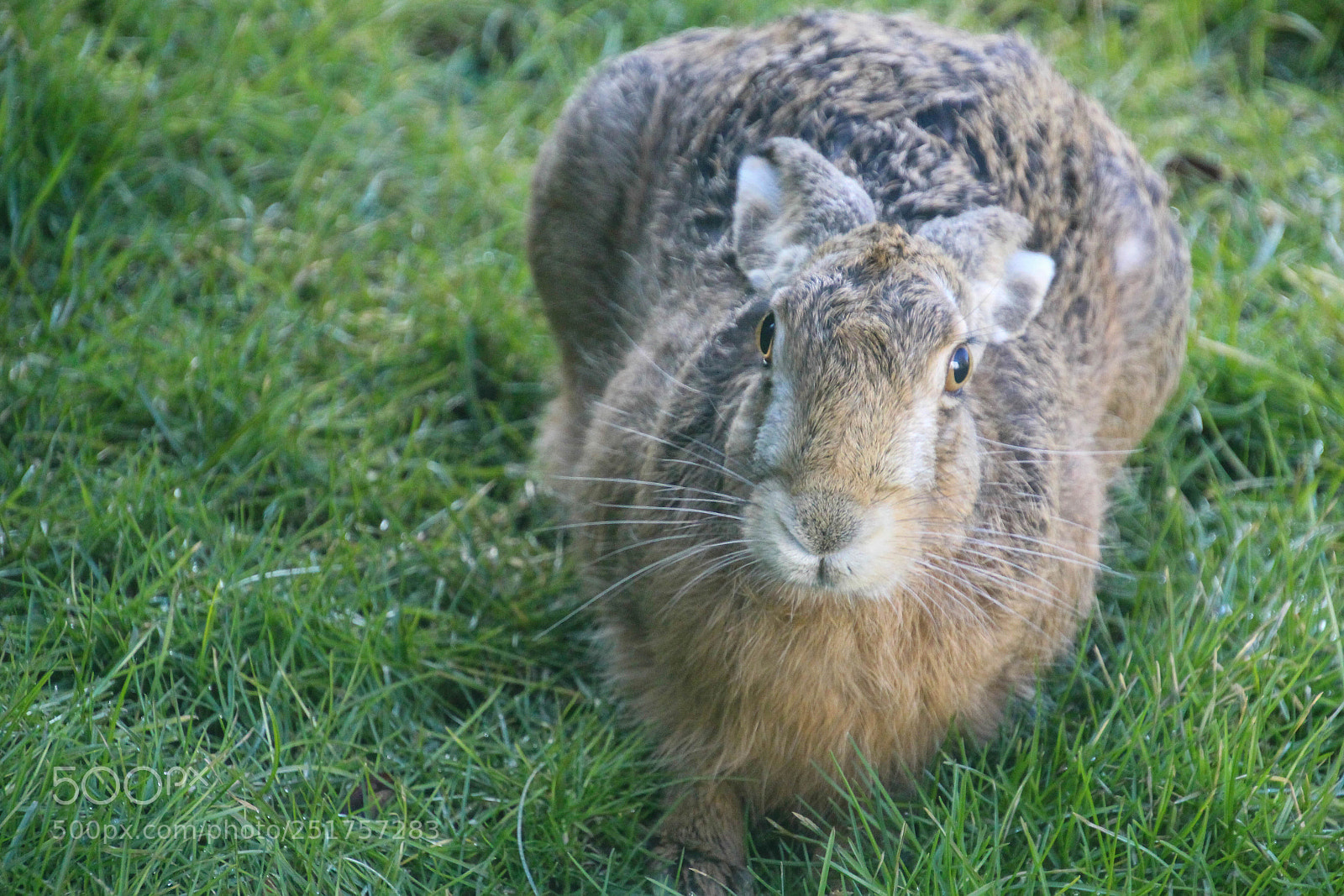 Canon EOS 700D (EOS Rebel T5i / EOS Kiss X7i) sample photo. Happy easter photography