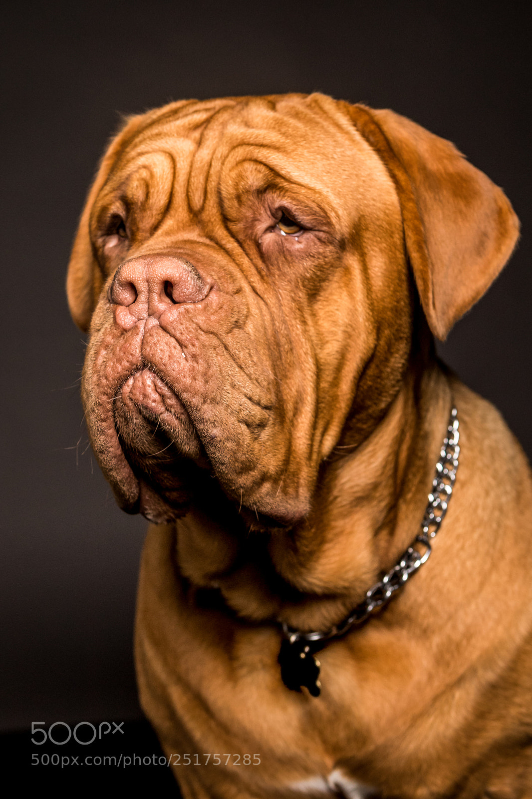Canon EOS 6D Mark II sample photo. Beautiful bordeaux dogue dog photography