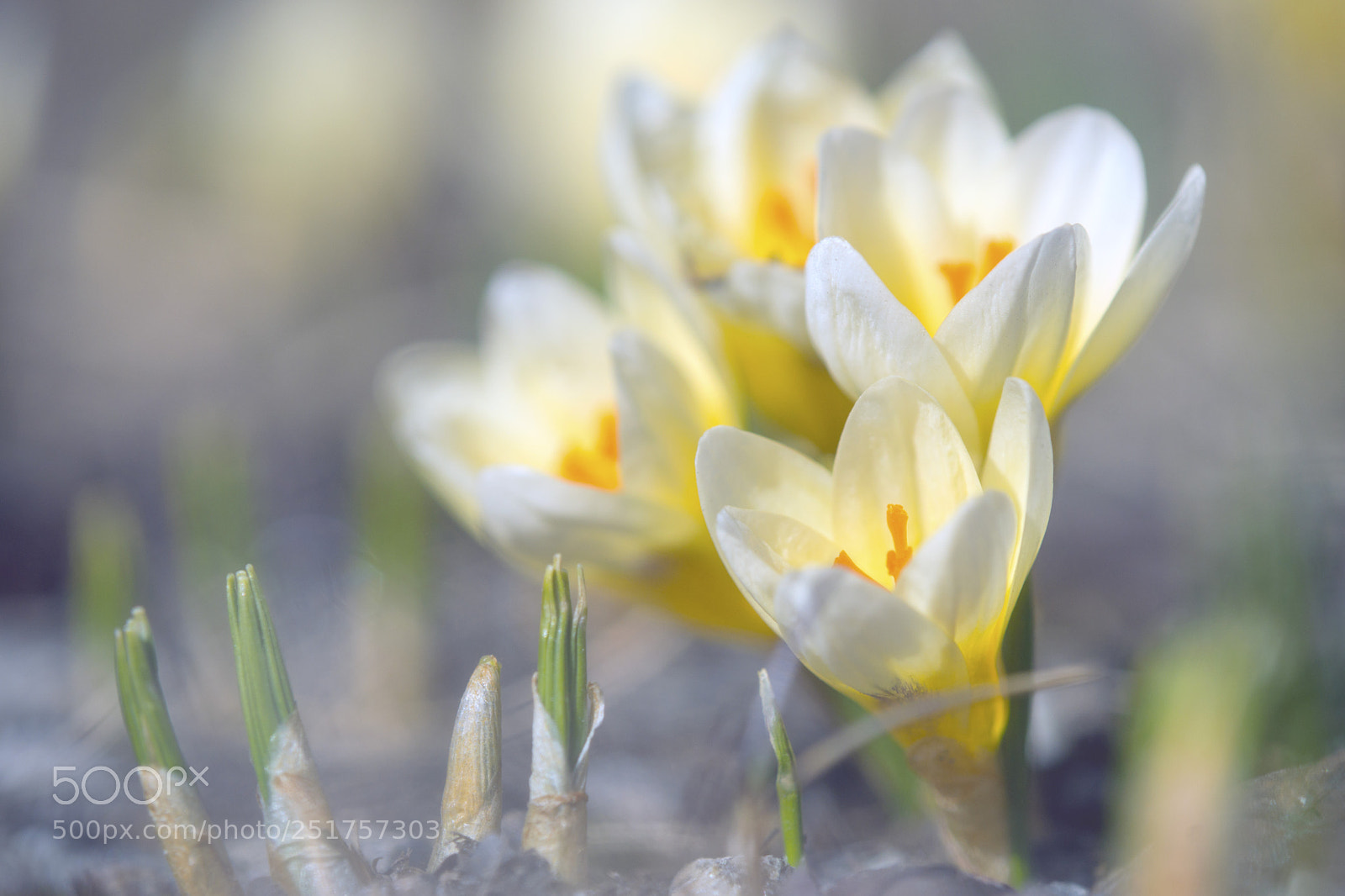 Sony SLT-A99V sample photo. Finally spring photography