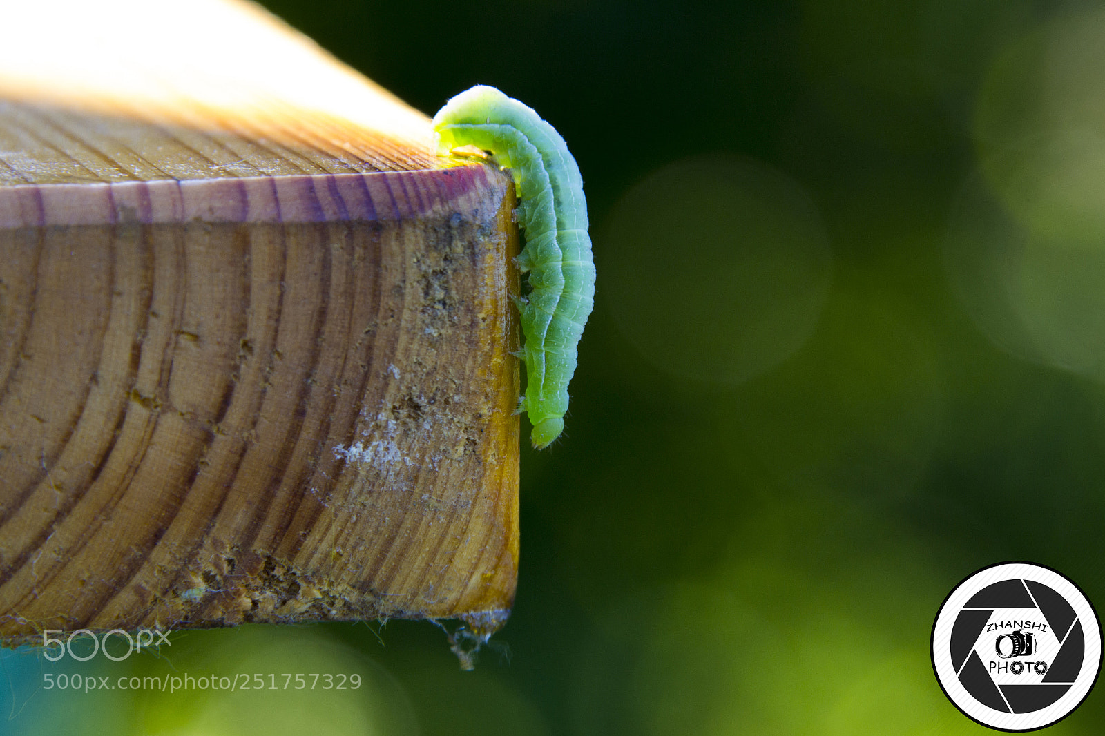 Nikon D3100 sample photo. Caterpillar photography