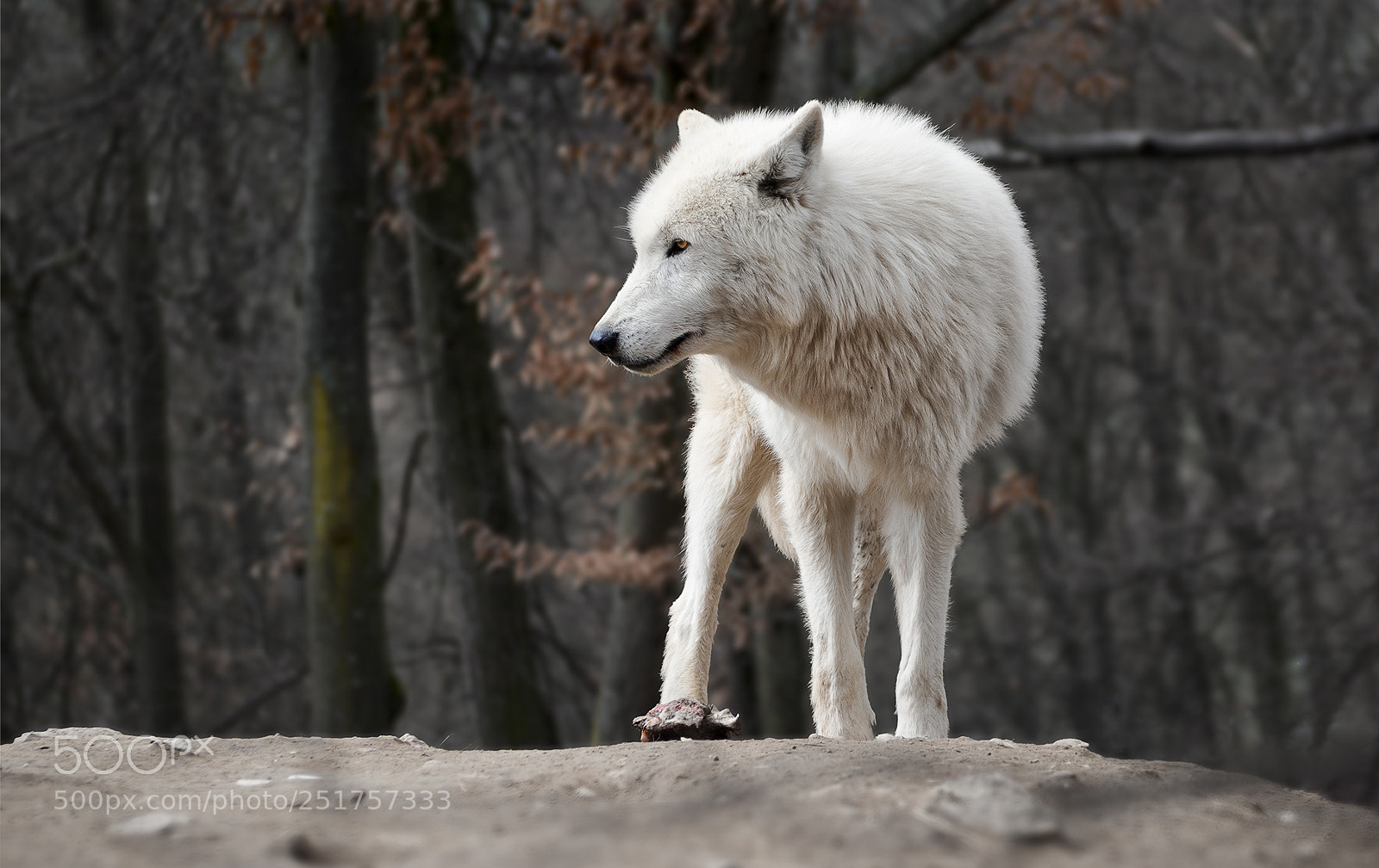Olympus OM-D E-M10 sample photo. Artic wolf photography