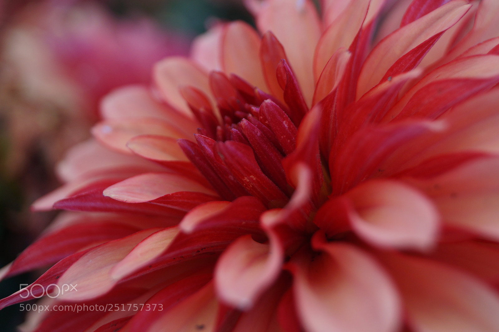 Sony SLT-A58 sample photo. Flower photography