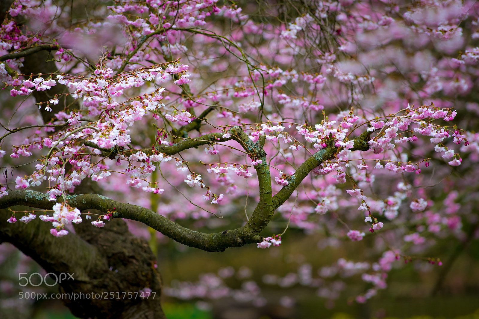 Pentax K-3 sample photo. Blossom photography