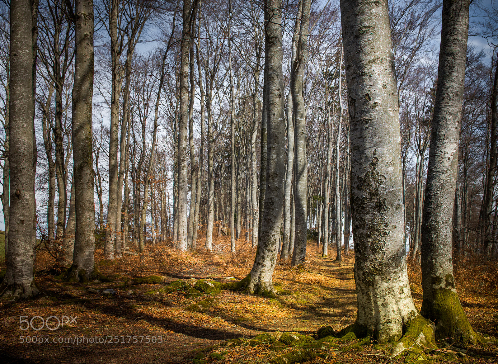 Nikon D810 sample photo. In the forest photography