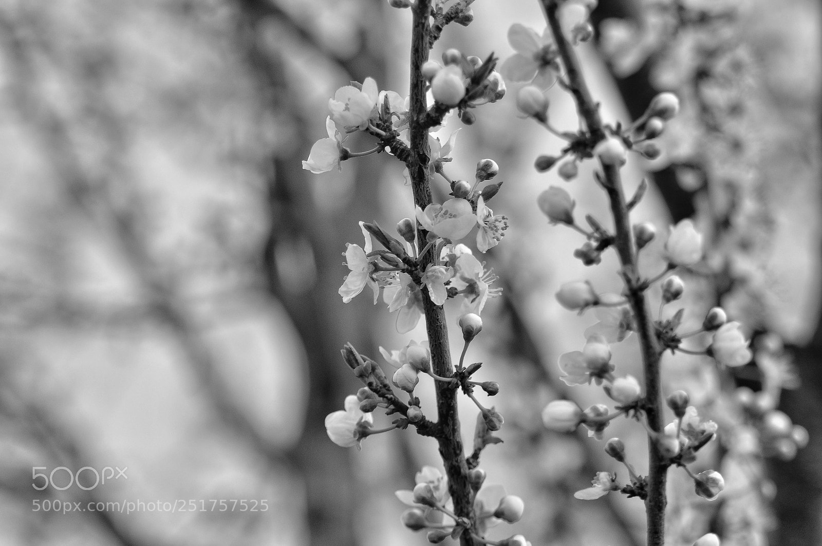 Nikon D5000 sample photo. Untitled photography
