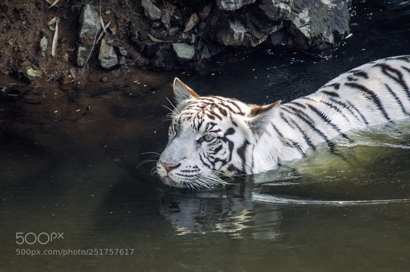 Nikon D3200 sample photo. White bengal tiger photography