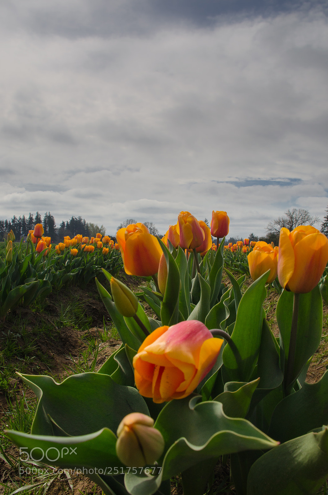 Nikon D5100 sample photo. Tulip fields photography