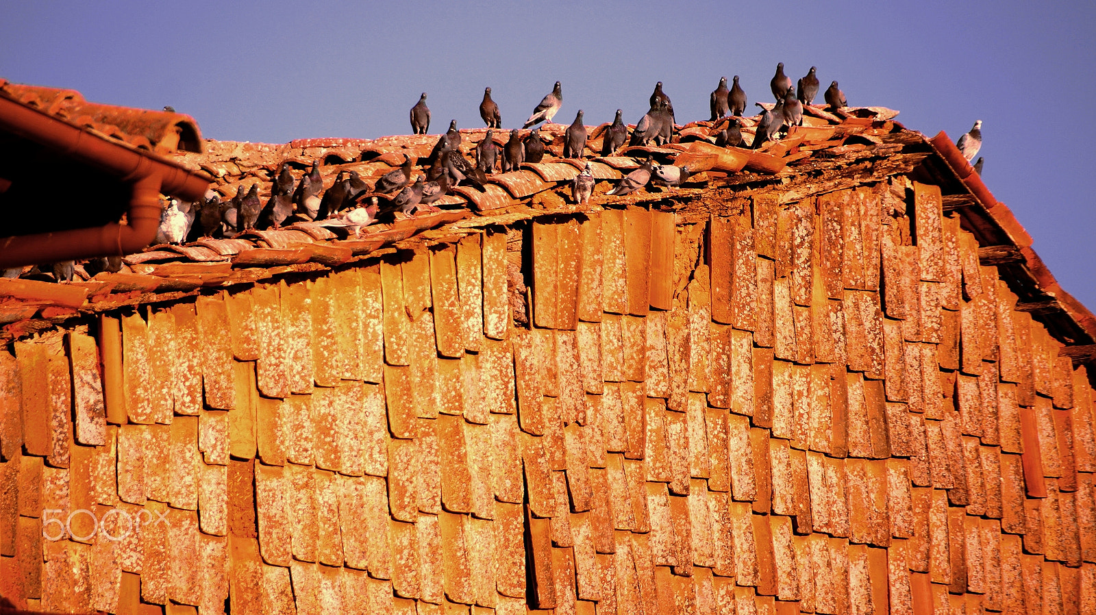 Sony DT 18-250mm F3.5-6.3 sample photo. Palomas sobre tejas hacia el cielo photography