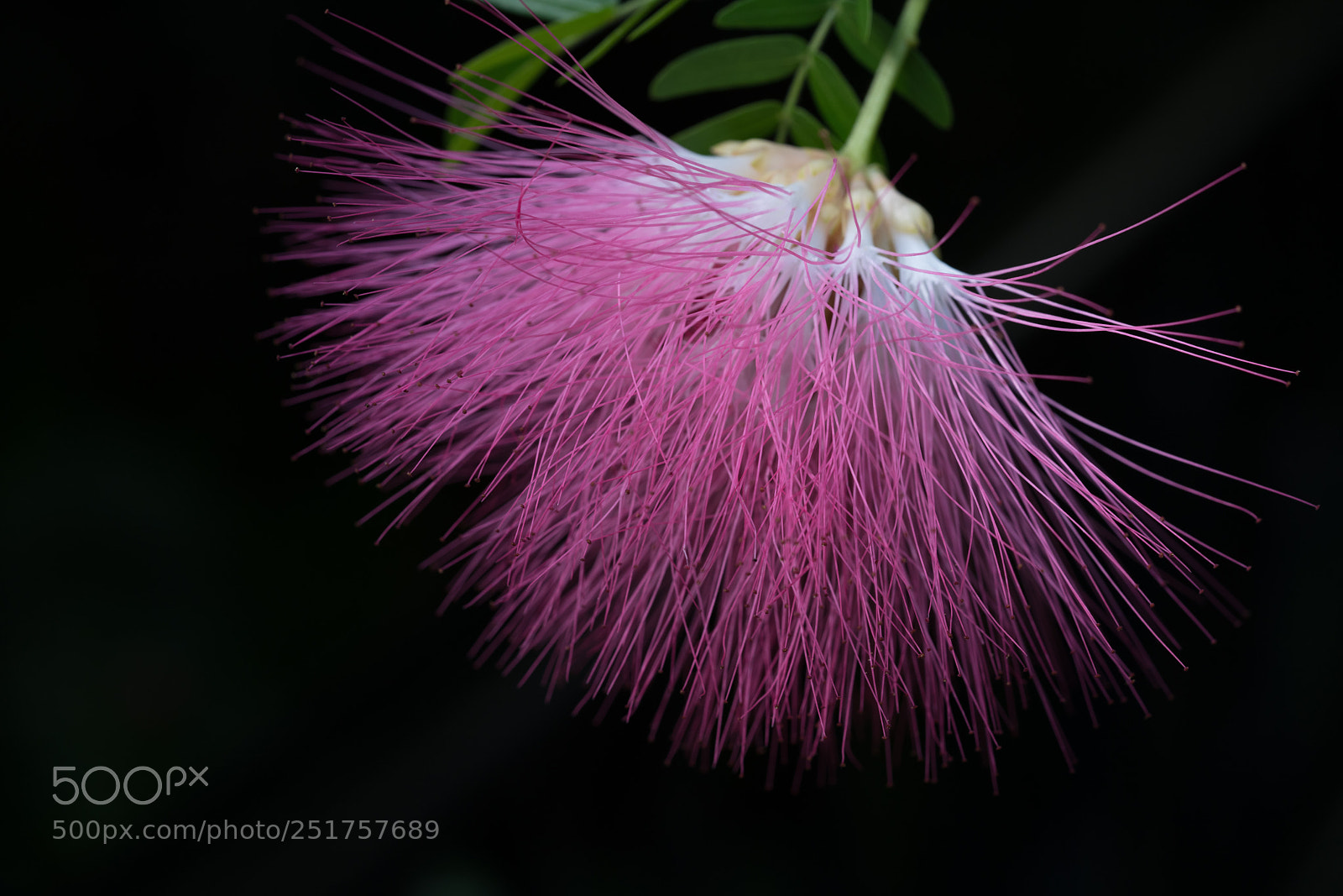 Sony a7R III sample photo. Sony photography