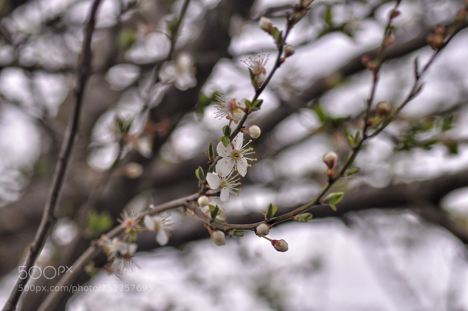 Nikon D5000 sample photo. Untitled photography