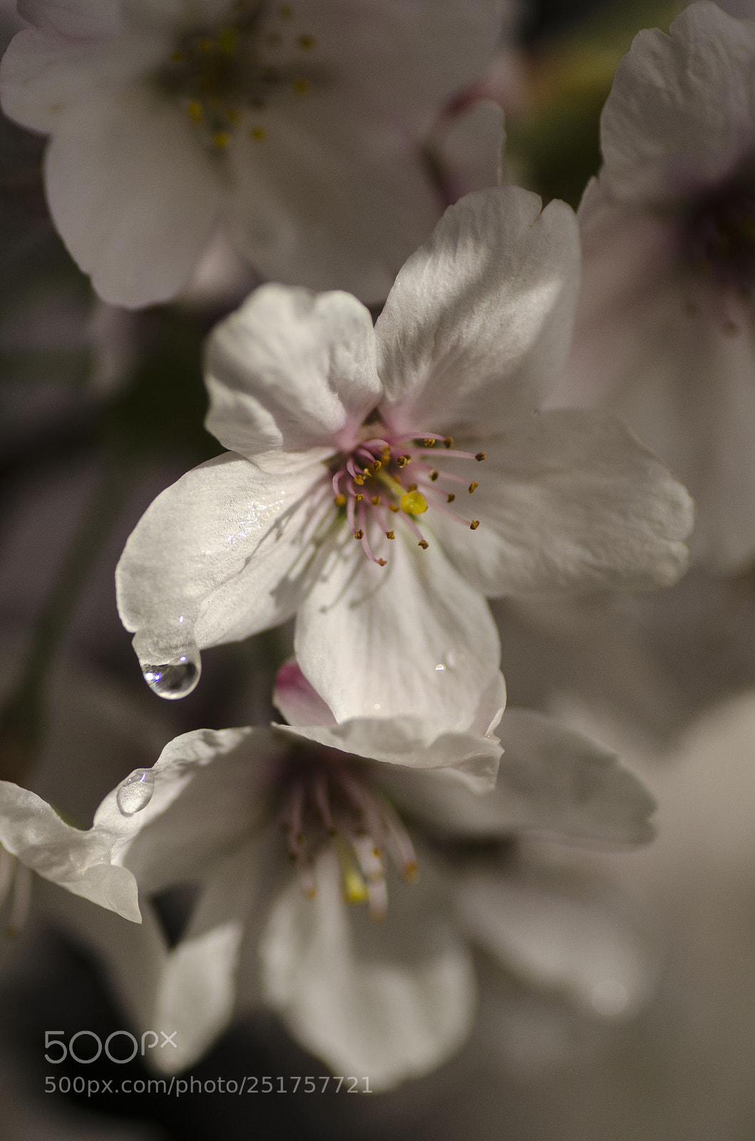 Nikon D7000 sample photo. Ciliegio photography
