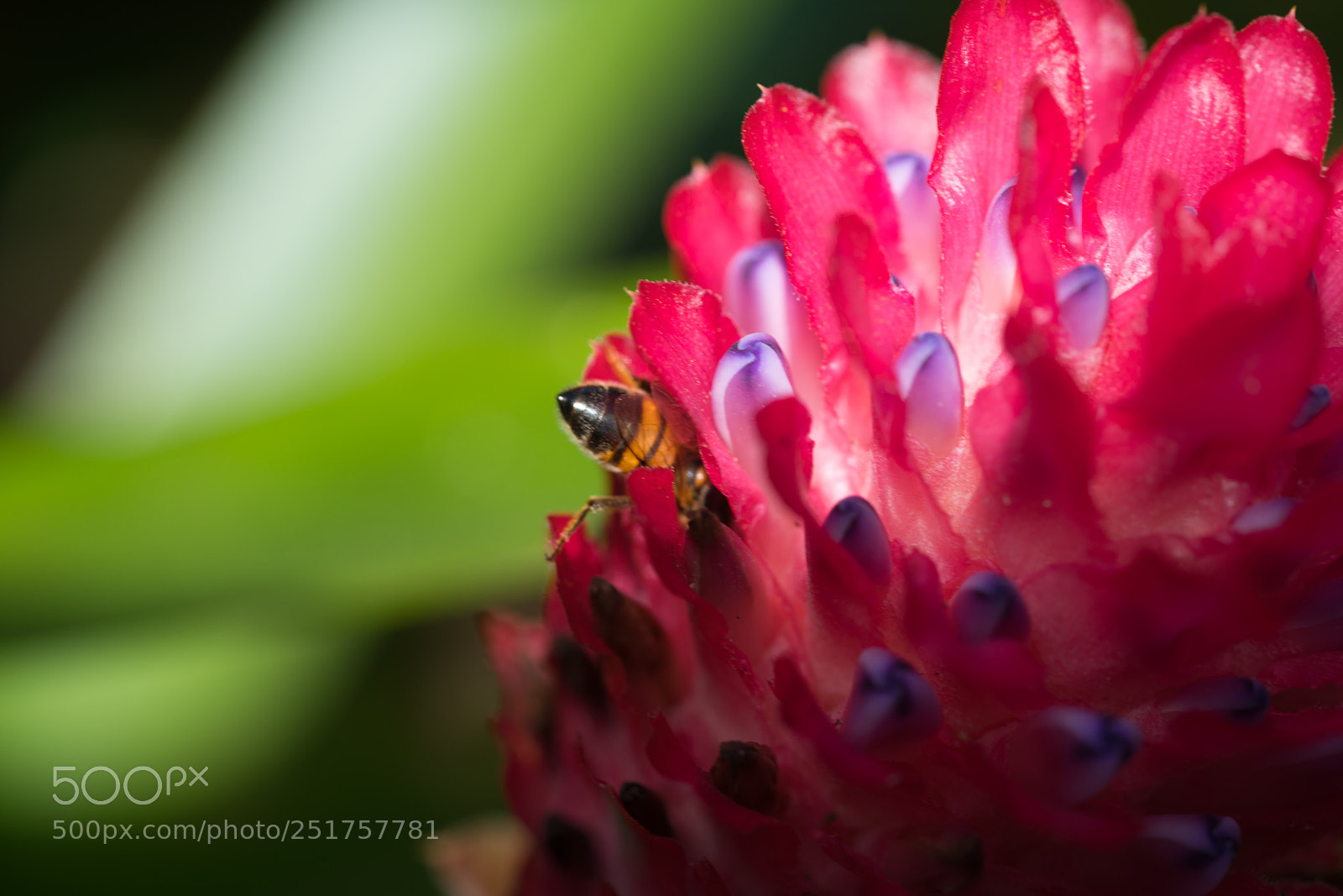 Sony a7R III sample photo. Sony photography