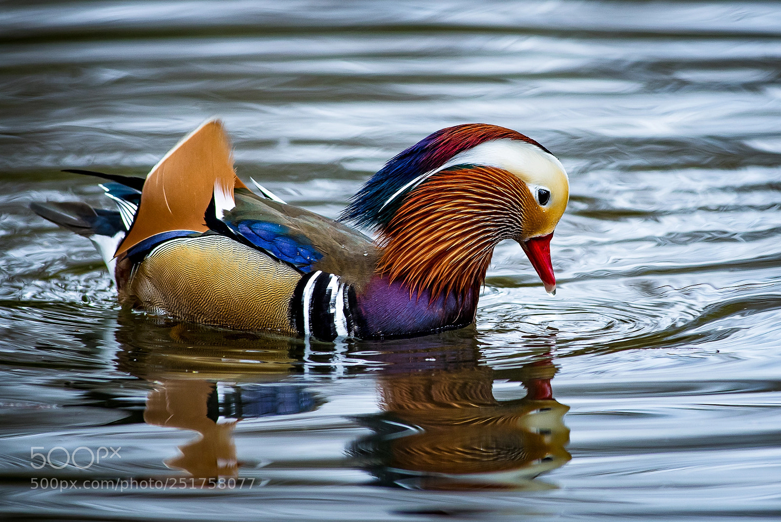 Pentax K-3 sample photo. Mandarin photography