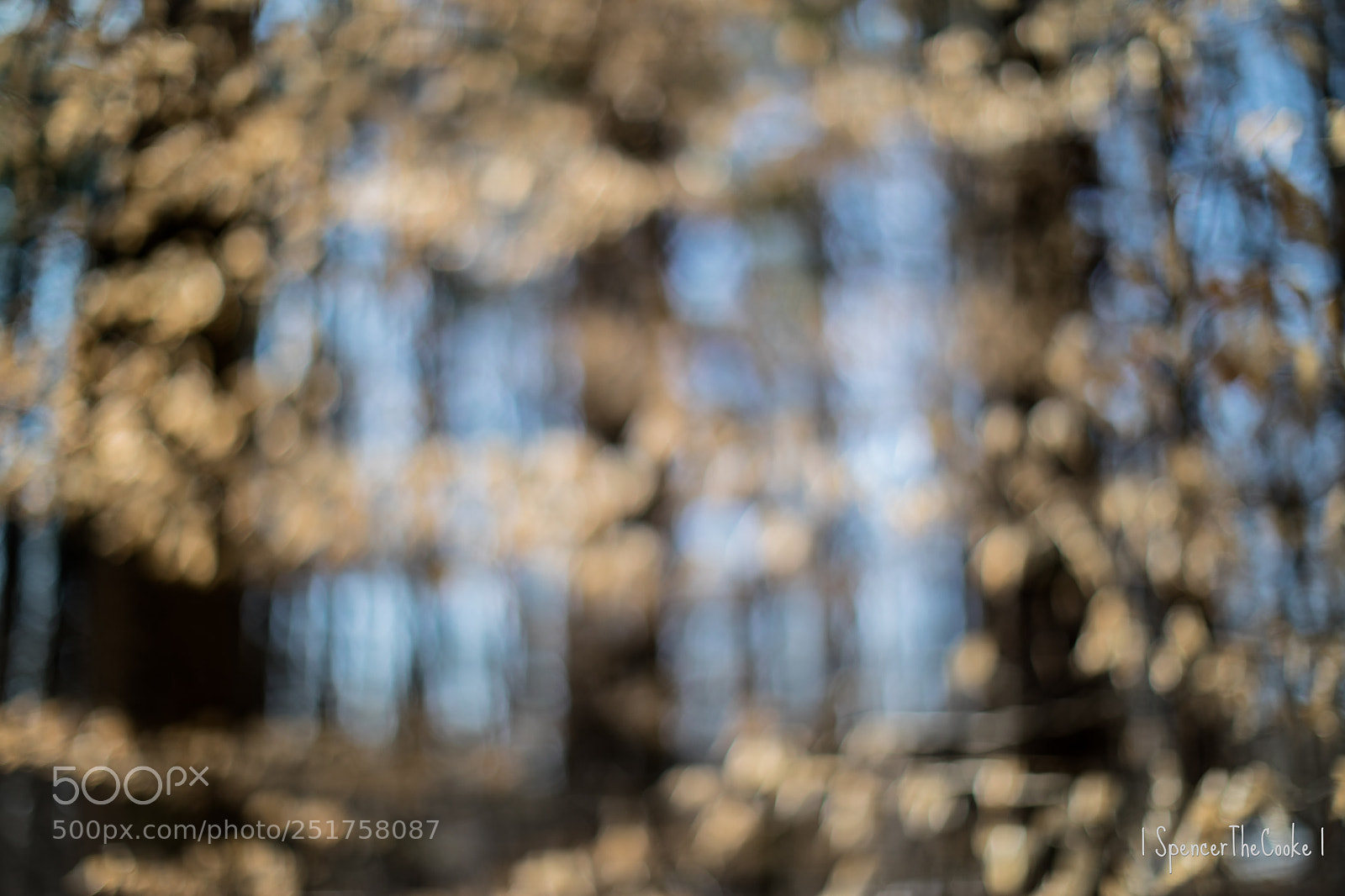 Canon EOS 5D Mark IV sample photo. Golden bokeh bliss photography