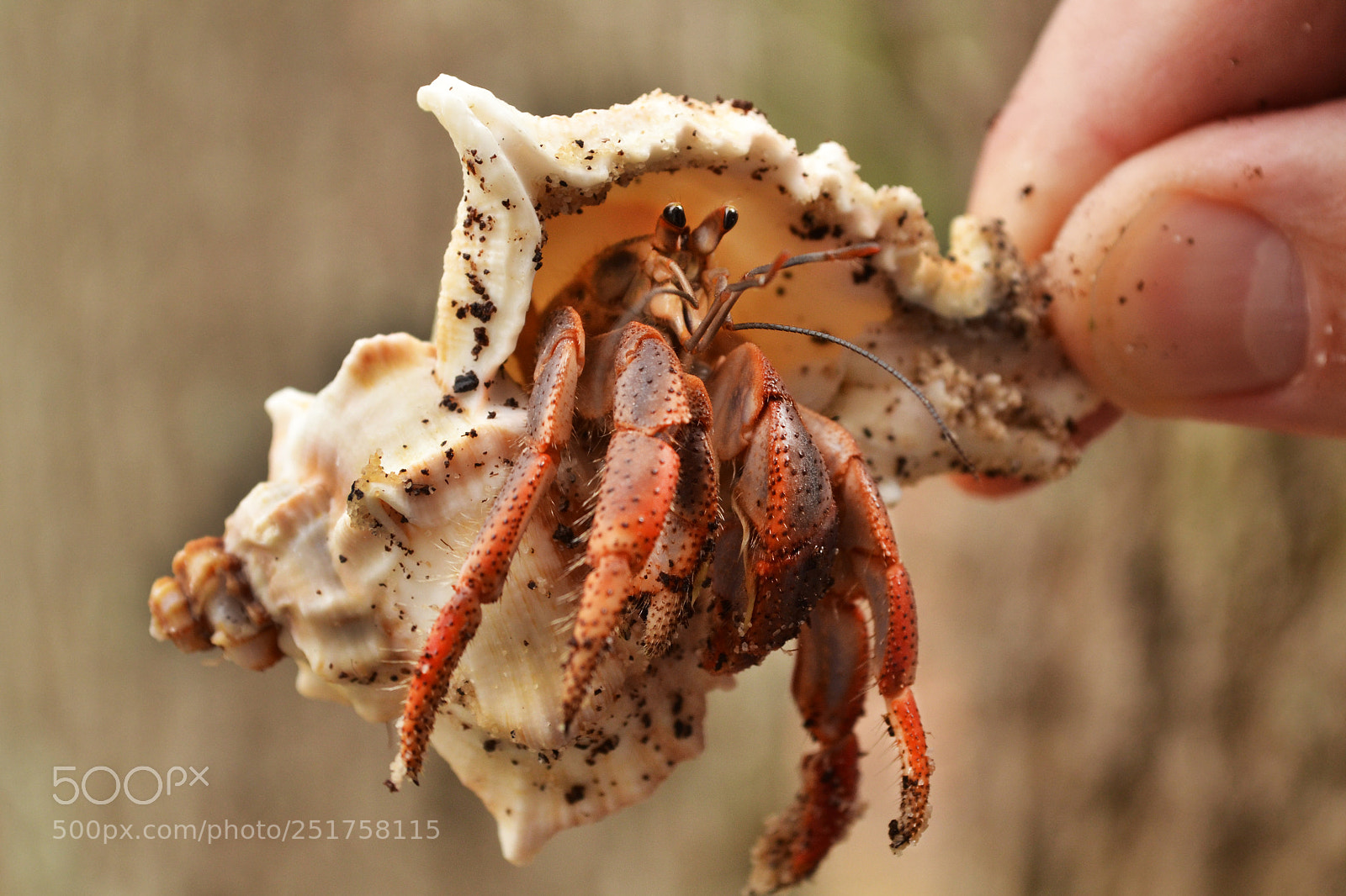 Nikon D3100 sample photo. Crabby has new pants photography