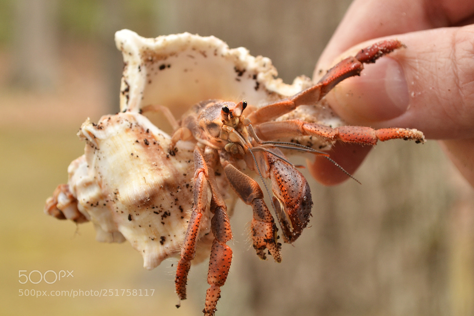 Nikon D3100 sample photo. Crabby has new pants photography