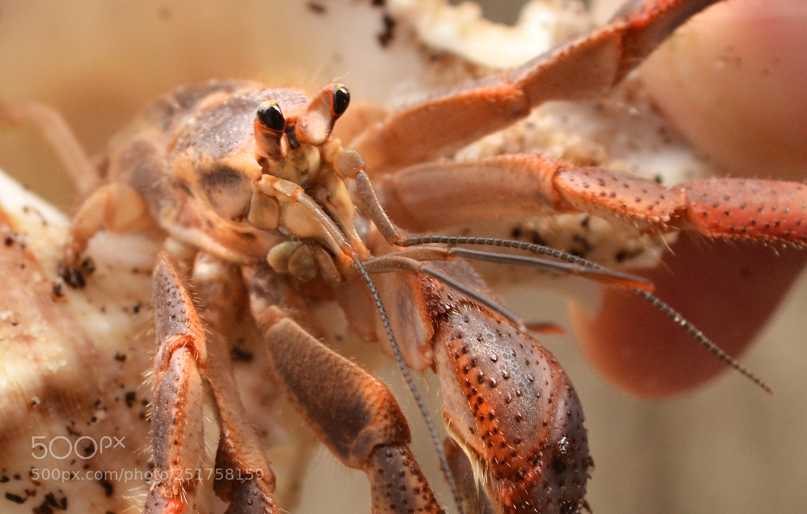 Nikon D3100 sample photo. Crabby has new pants photography