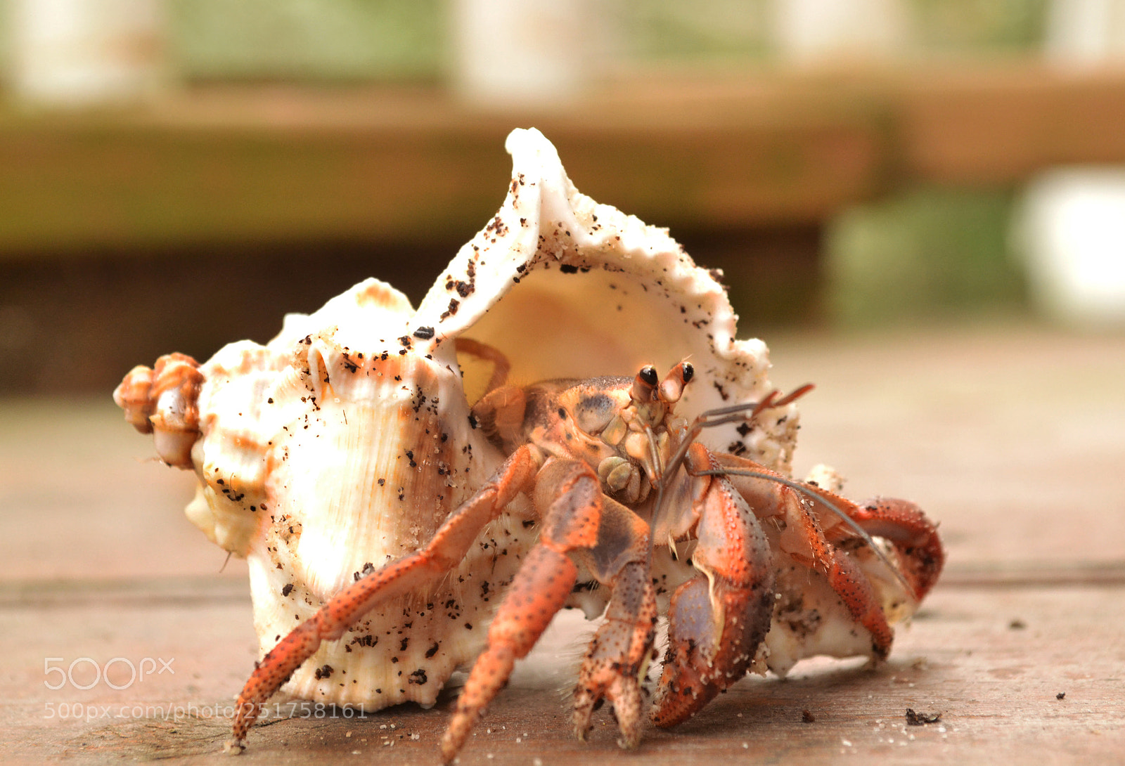Nikon D3100 sample photo. Crabby has new pants photography