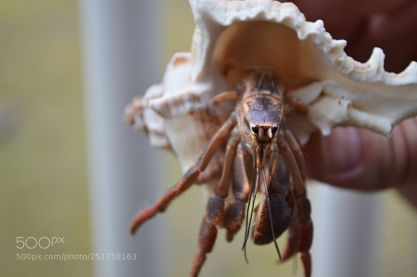 Nikon D3100 sample photo. Crabby has new pants photography