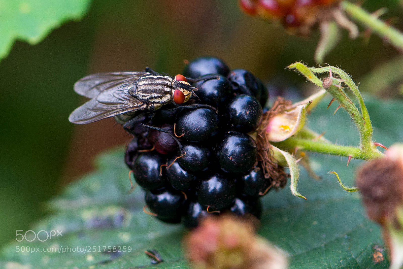 Nikon D800 sample photo. Eyes bigger than stomach photography
