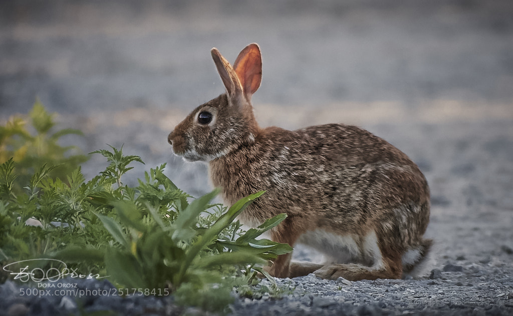 Nikon D500 sample photo. Rabbit ears photography