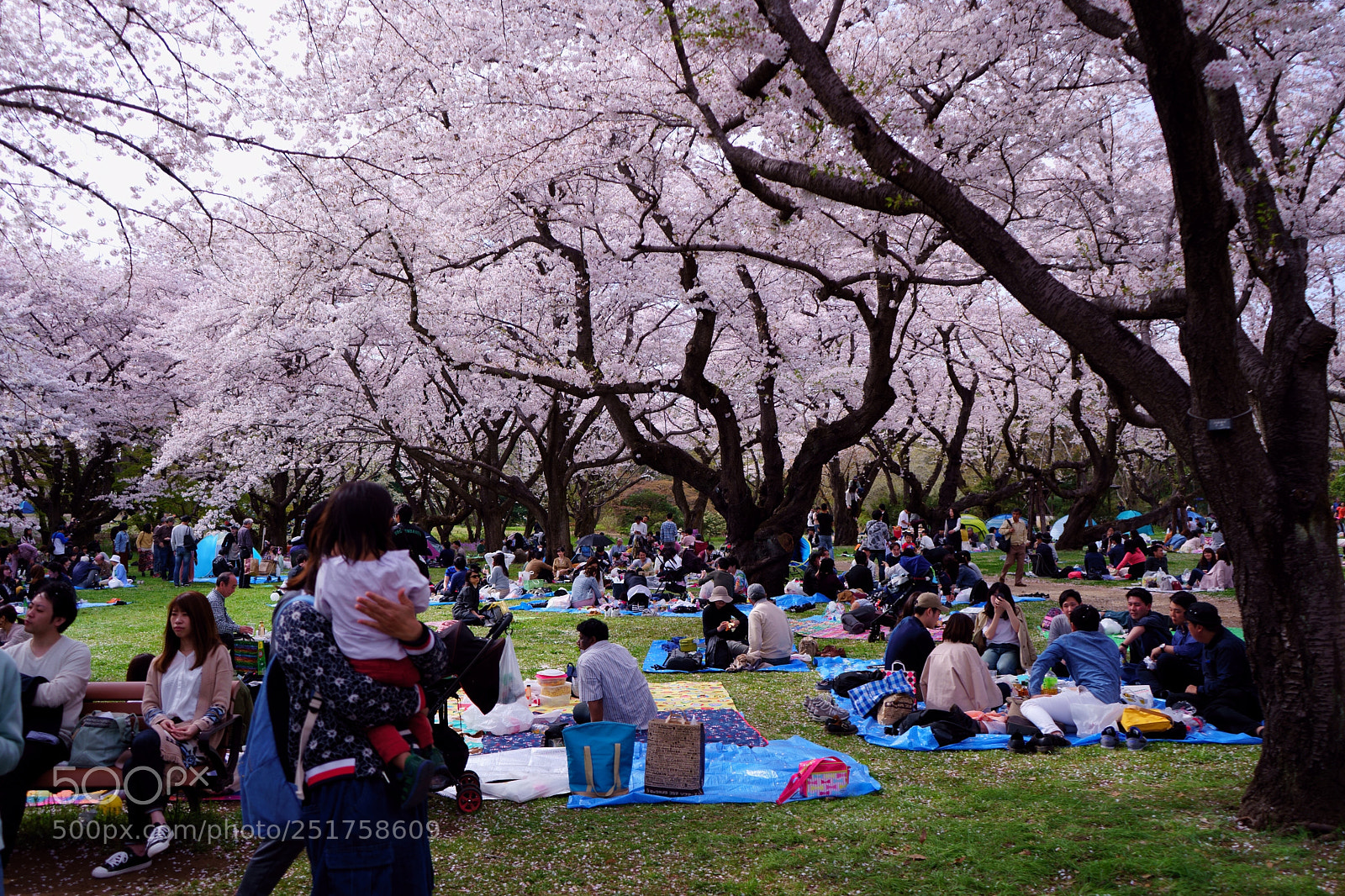 Sony a7 III sample photo. Ohanami photography