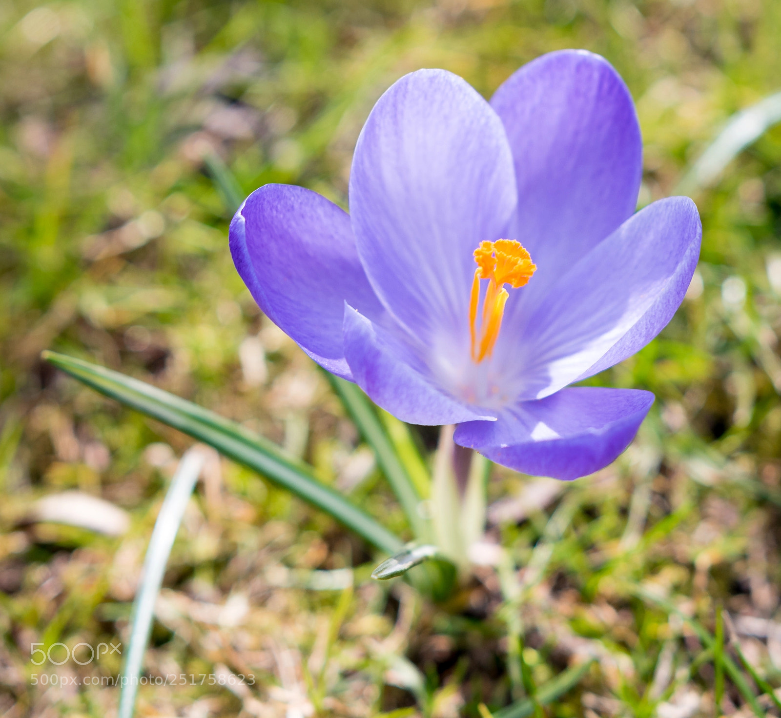 Nikon D5500 sample photo. Little piece of spring photography