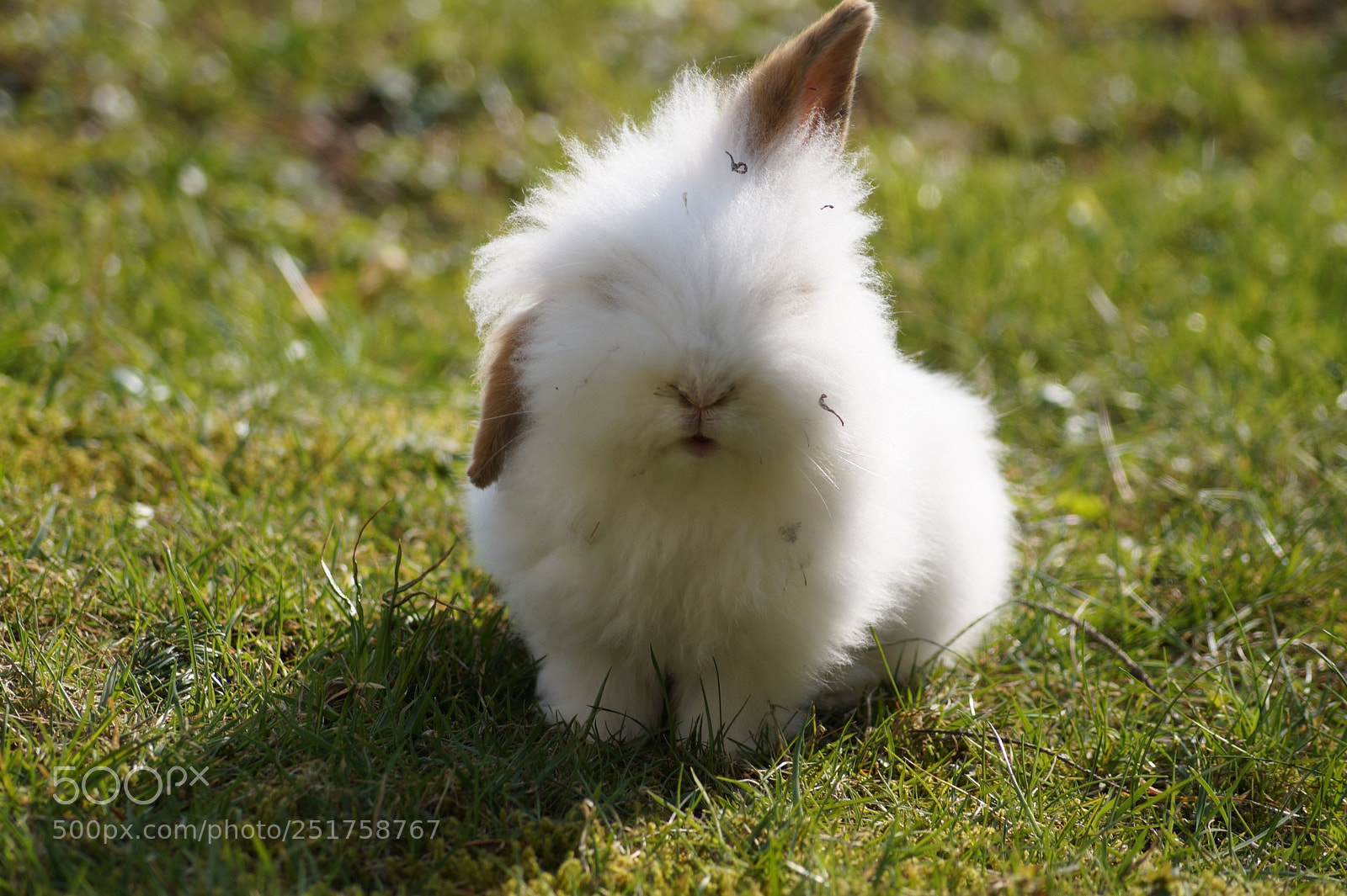 Sony SLT-A58 sample photo. Fluffy photography